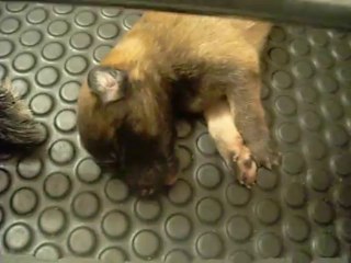 5 août 2013 : chiots Etna, 5 jours