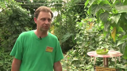 Europa con menos mariposas