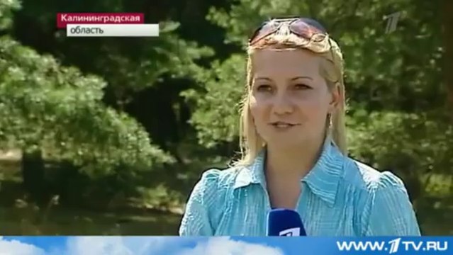 Опасные гусеницы