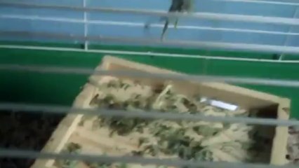 1000th Video Special - My House