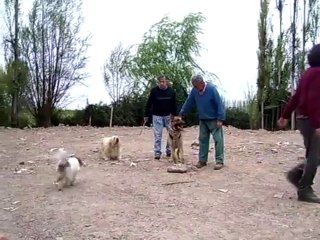 EL JUEGO QUE TERMINO EN PELEA DE PERROS