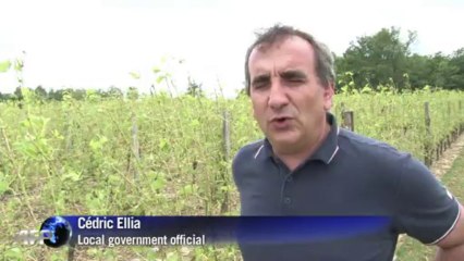Bordeaux's vineyards affected by violent summer storms
