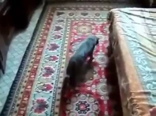 Des animaux complètement stones