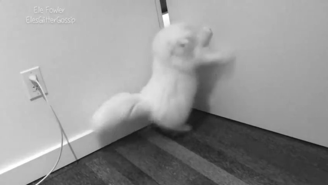 Un chat chasse les taches de lumière... Idiot de chat!