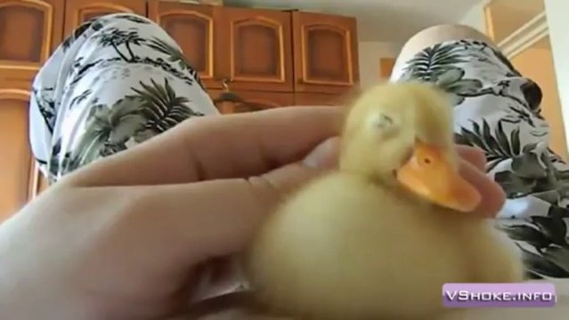 Le bébé canard le plus mignon du monde!!!