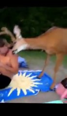 A deer gives hug to a man!