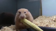 Hamster vs Corn Cobs! Awesome