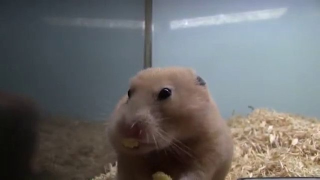 Un hamster met un épis de mais entier dans sa bouche!