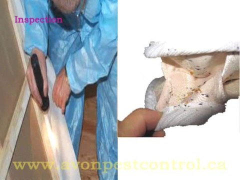 Traditional ways of bed bugs pest control