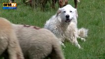 Les attaques de loups ravagent les élevages dans les Alpes-Maritimes - 06/08
