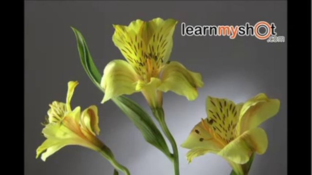 Studio Çiçek Fotoğrafı Çekimi (Fotografçılık)