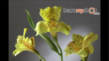 Studio Çiçek Fotoğrafı Çekimi (Fotografçılık)