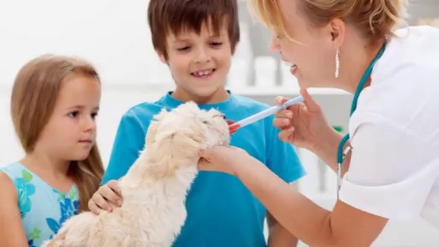 Wailea Spay Neuter & Puppies Shots Veterinary Clinic