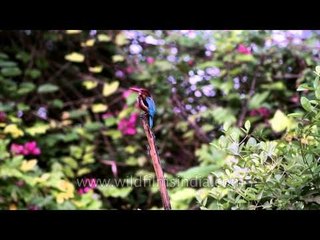 White-breasted Kingfisher