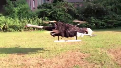 Il transforme une autruche en hélicoptère