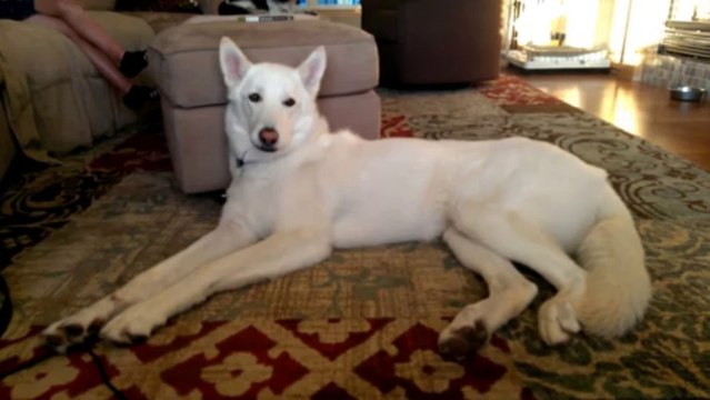 White shepherd dog howls to pop song