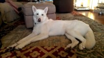 White shepherd dog howls to pop song