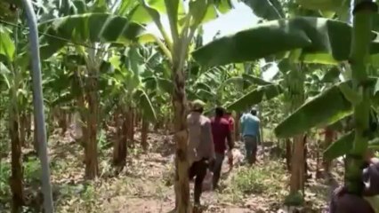 Extrait du film "Le business du commerce équitable"