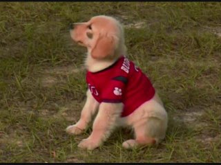 SUPER BUDDIES Online Free