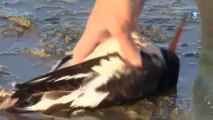 Ouverture de la Chasse au gibier d'eau en Baie de Somme 2013