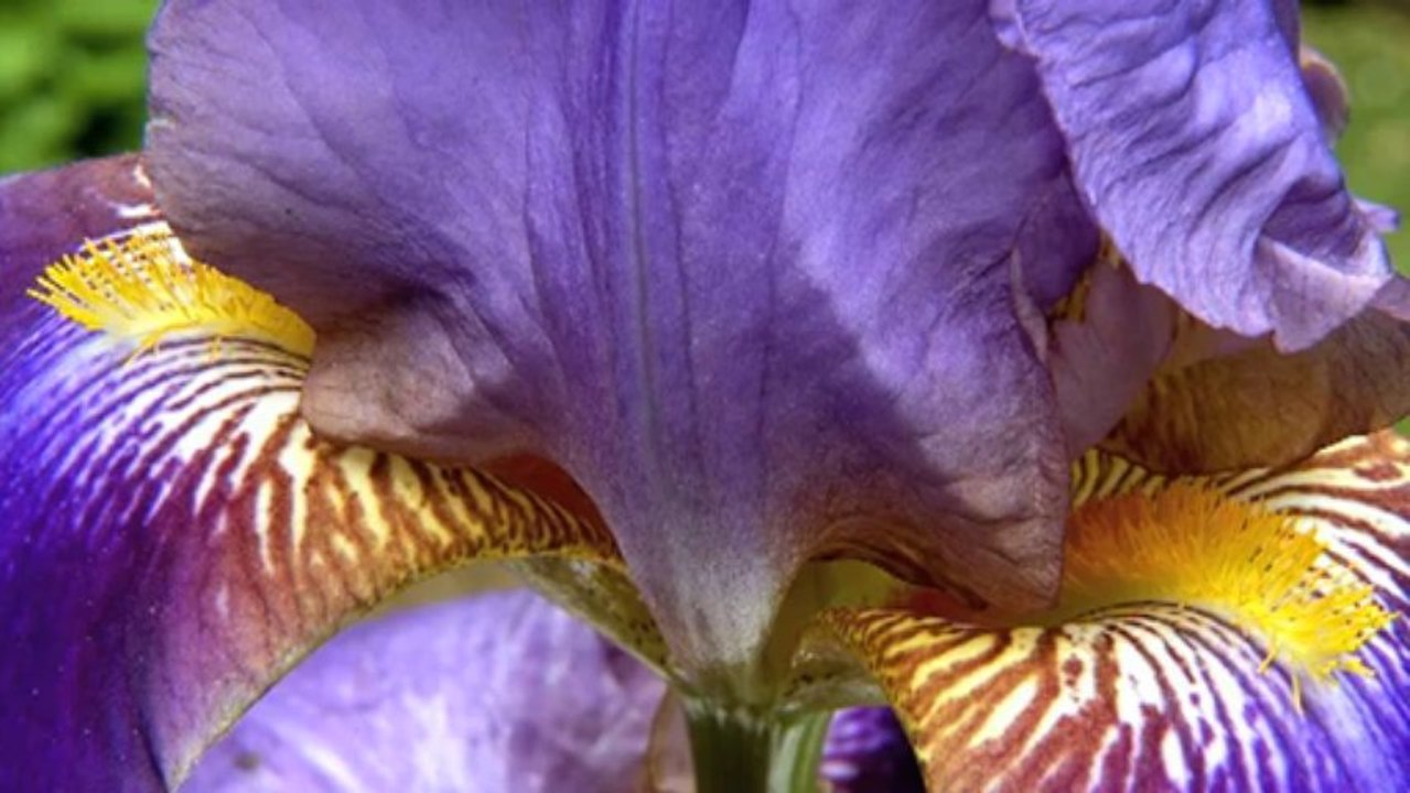 Yakın çiçek fotografı çekimi (Fotografçılık)