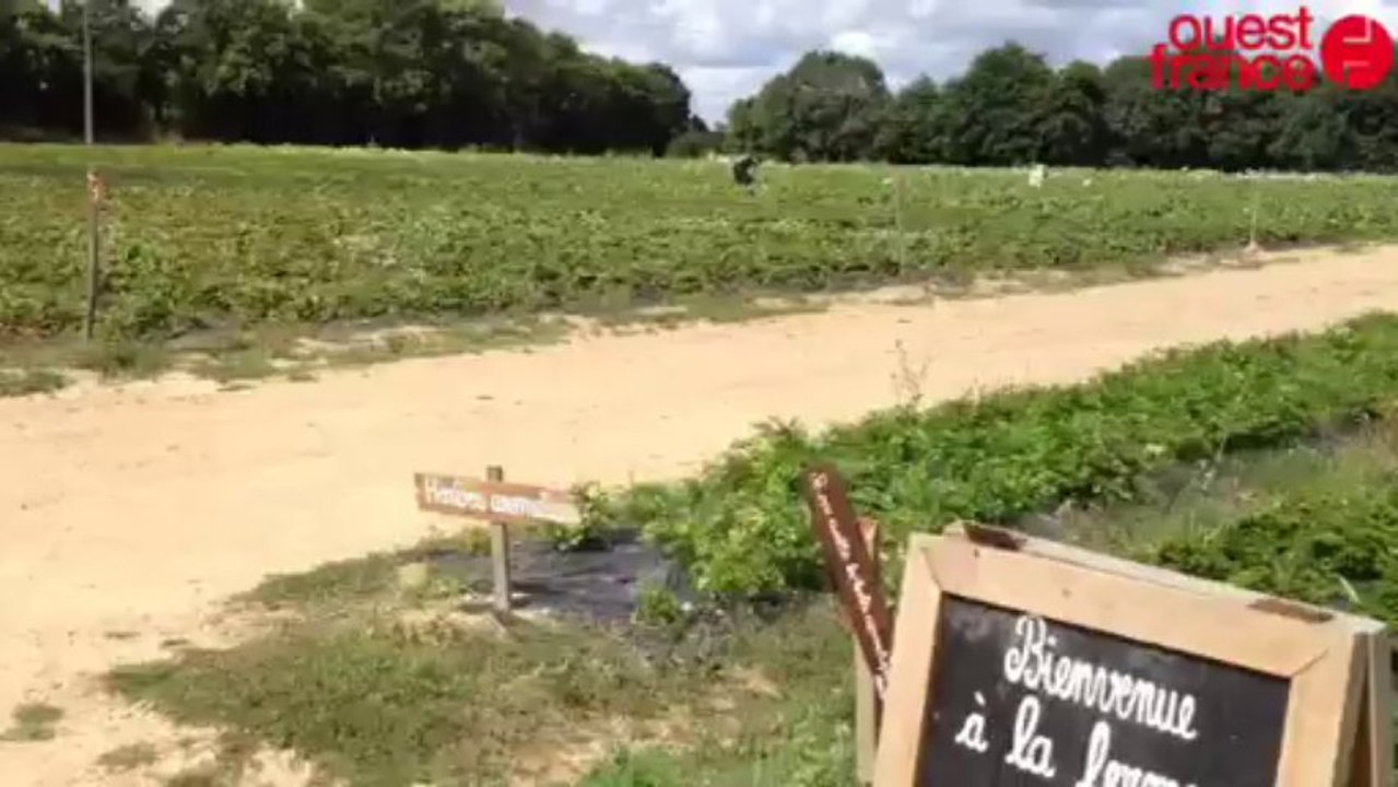La ferme de la Chasseloire - Cueillir ses fruits et légumes