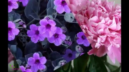 ESTEE LAUDER Pleasures Bloom Άρωμα