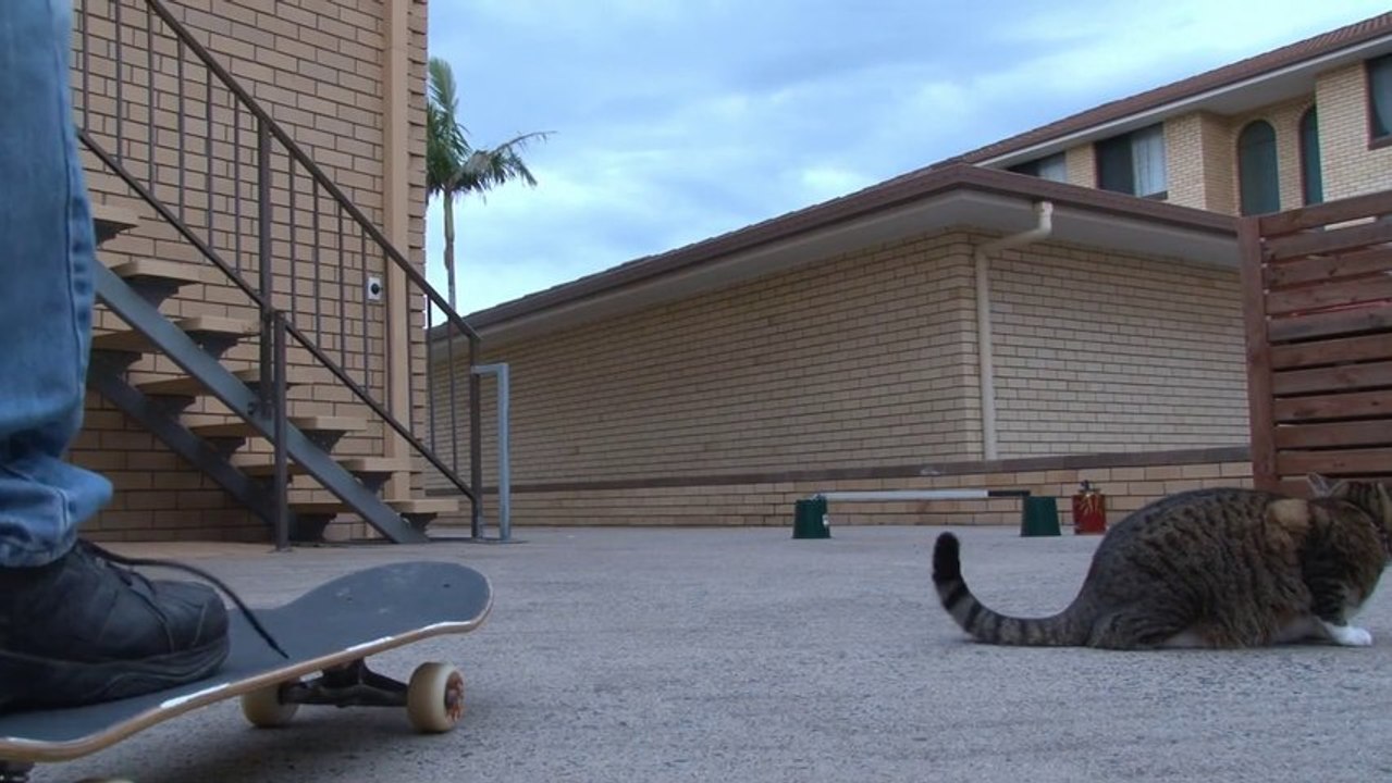 Un chat fait un hippy jump en skateboard