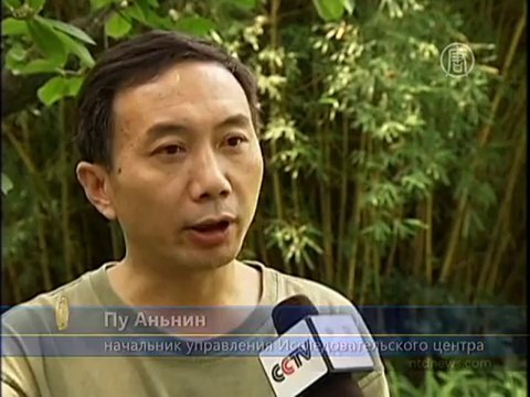 Панды онлайн: запущен новый веб-сайт