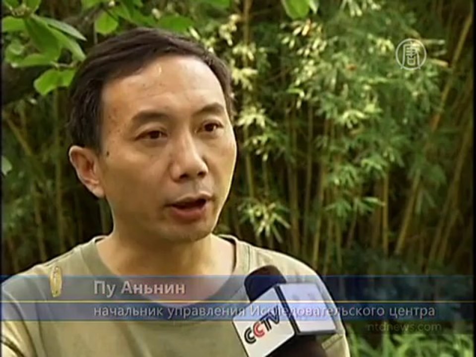 Панды онлайн: запущен новый веб-сайт