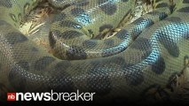 SNAKE ATTACK: Python Escapes Private Zoo, Squeezes Two Children to Death