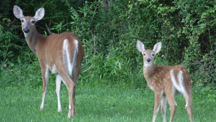 NY Village Wants to Use Birth Control on Deer