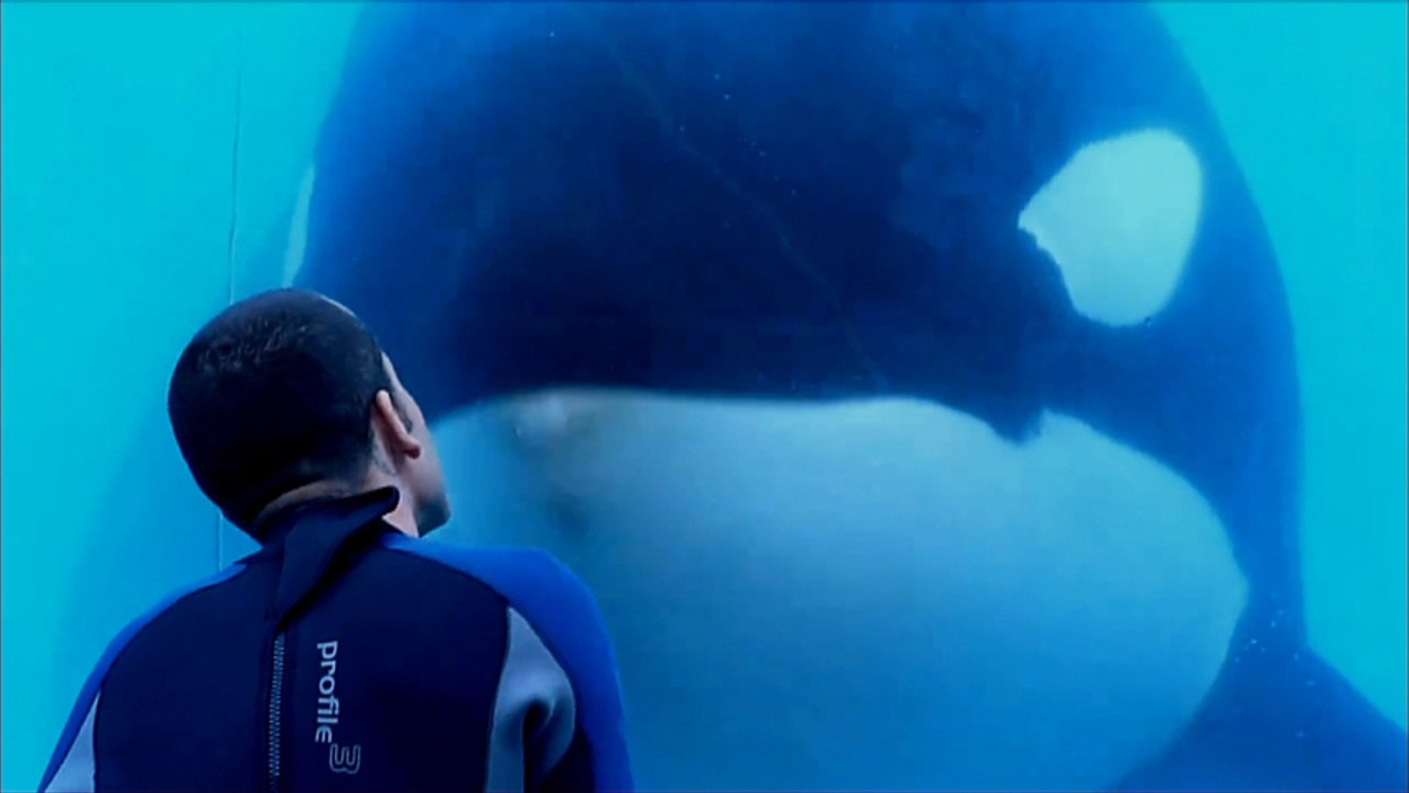 The Story Of A Killer Whale In "Blackfish" Dramatic First Trailer