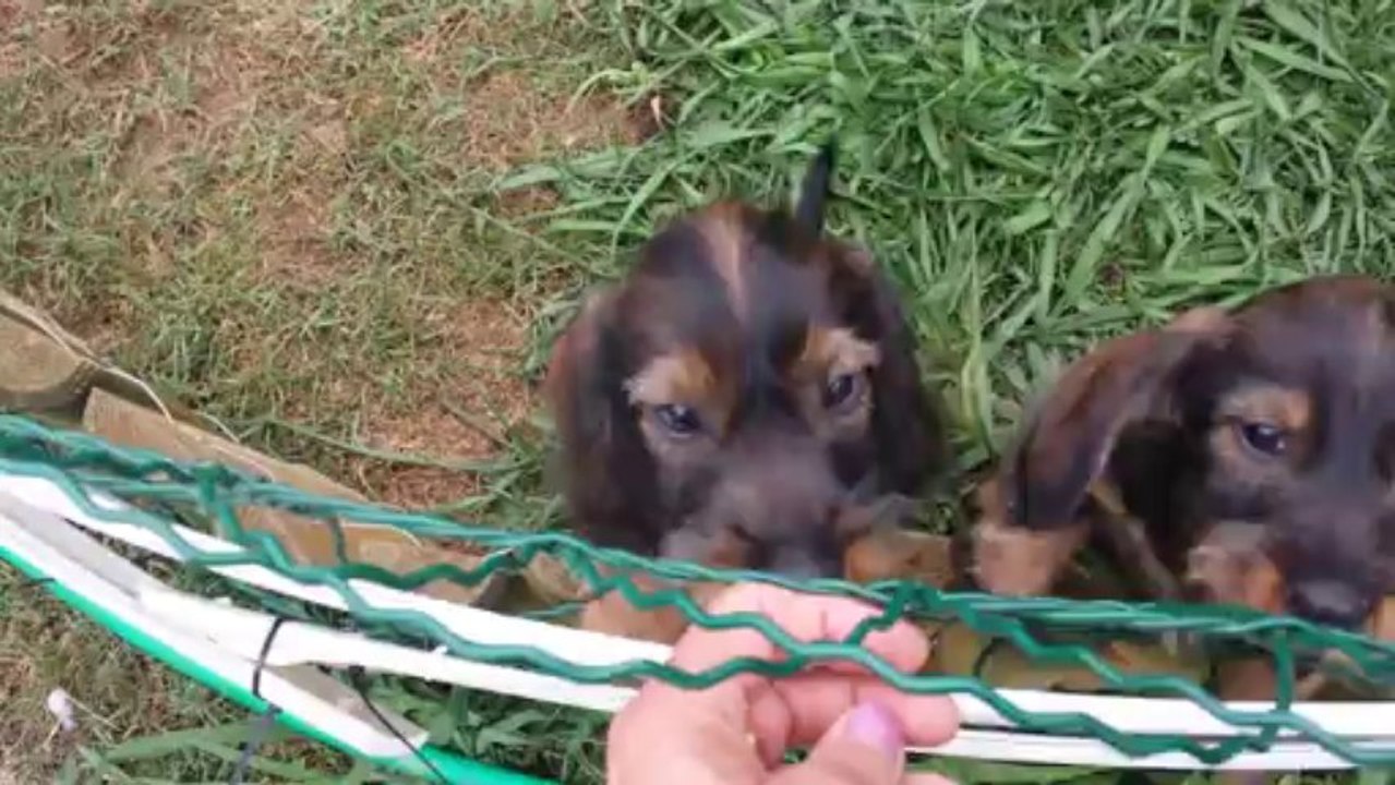 bébés teckels 6.08.13 015   2 mois 1/2 pour mes petits bouts.