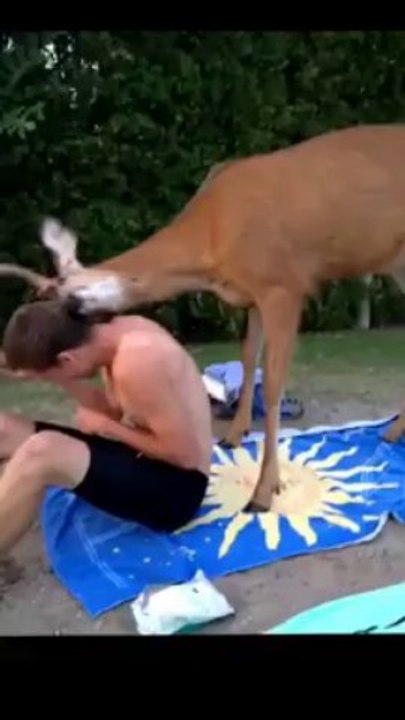 Un chevreuil fait des câlins