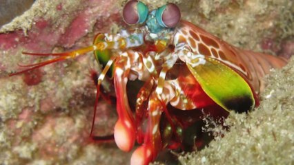 True Facts About The Mantis Shrimp