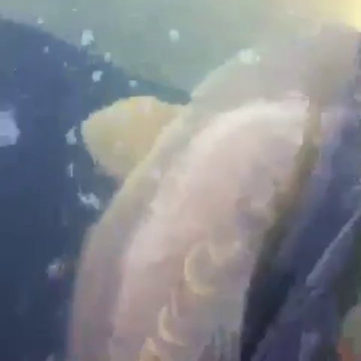 Remise a l'eau carpe