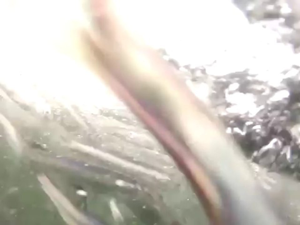 Deux plongeurs manquent de se faire manger par des baleines en Californie