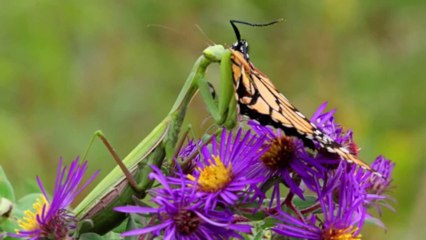 True Facts About The Mantis