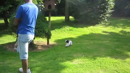 Babou et Isatis