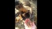 Capuchin Monkey Uses Human’s Hands to Crush Leaves