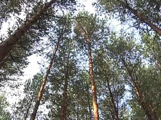 Как не заблудиться в лесу