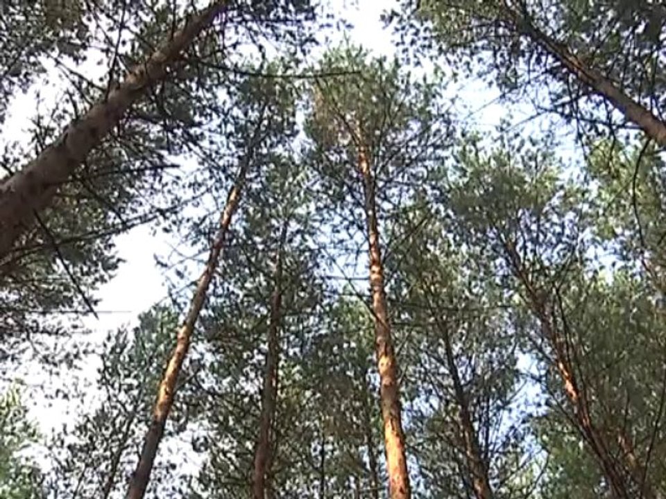 Как не заблудиться в лесу