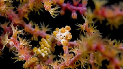 True Facts About The Seahorse