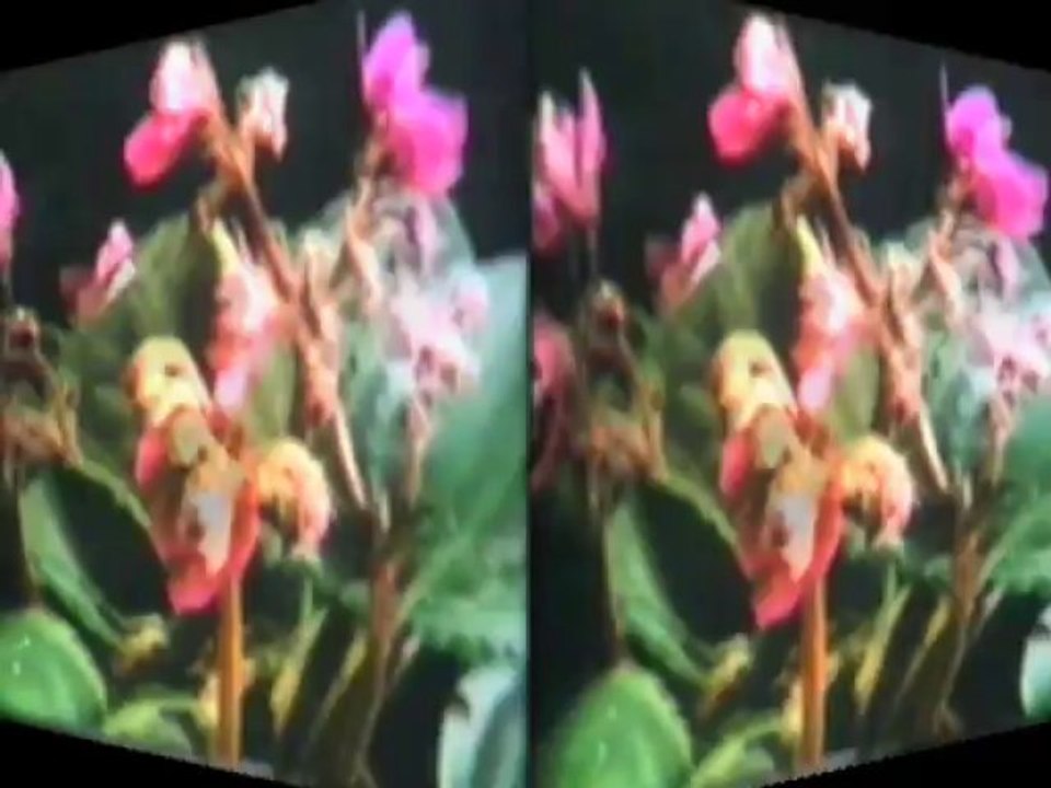 Human Rules / 1 - "Nacimiento" / 1 - "Naissance" / PetitFilms