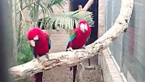 Macaws enjoy rap