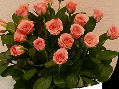 KAROLINA KAROLINA UGY VÁRLAK