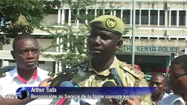 Près de 3,3 tonnes d'ivoire saisies au Kenya