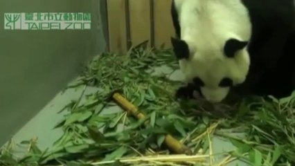 Taiwan: naissance du premier panda