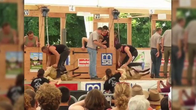 Championnats de tonte de moutons 2013